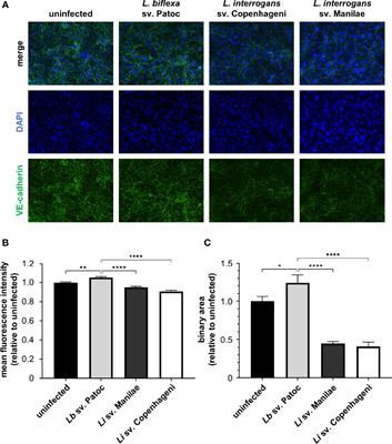 Heterologous production of the adhesin LIC13411 from pathogenic Leptospira facilitates binding of non-pathogenic Leptospira in vitro and in vivo